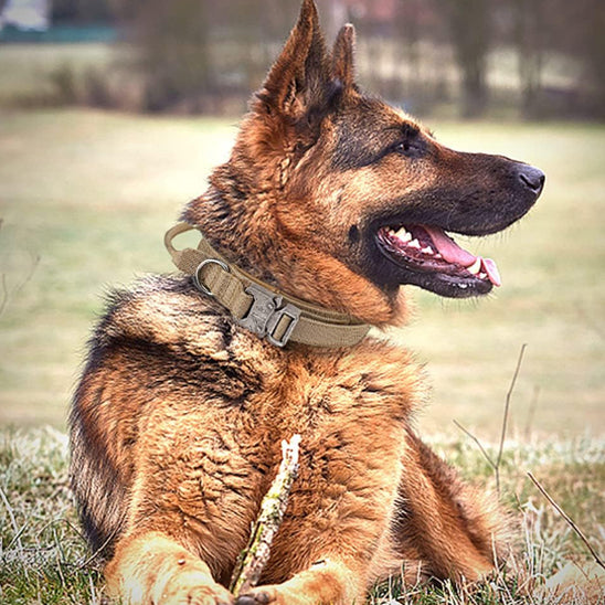 Le collier chien - CollarToutou™