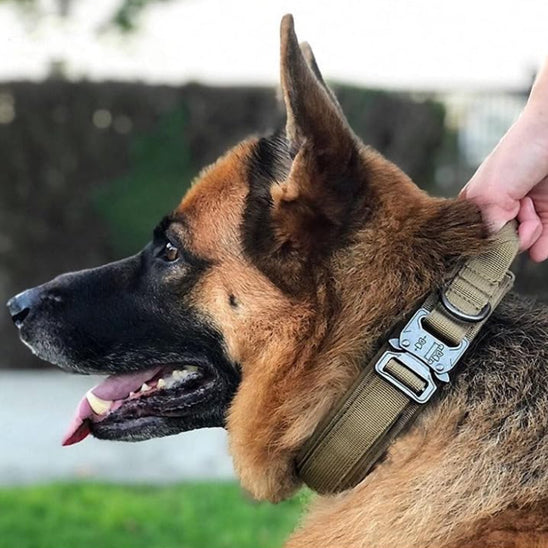 Le collier chien - CollarToutou™