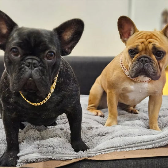 Collier chien - CubainDogâą