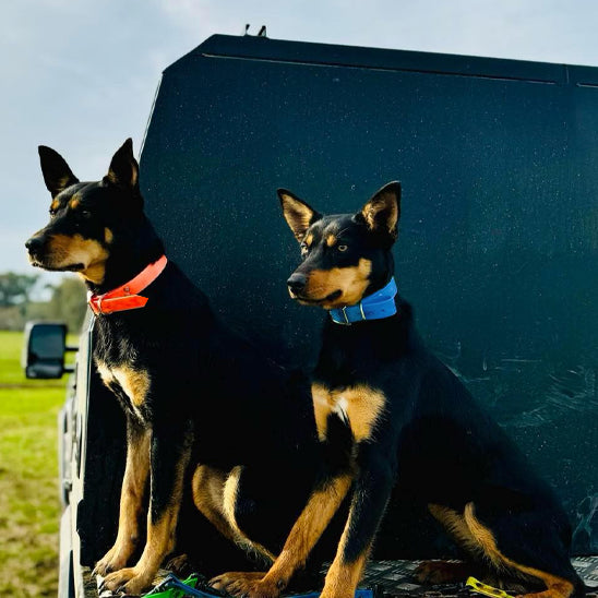 CollDog™ : le collier chien
