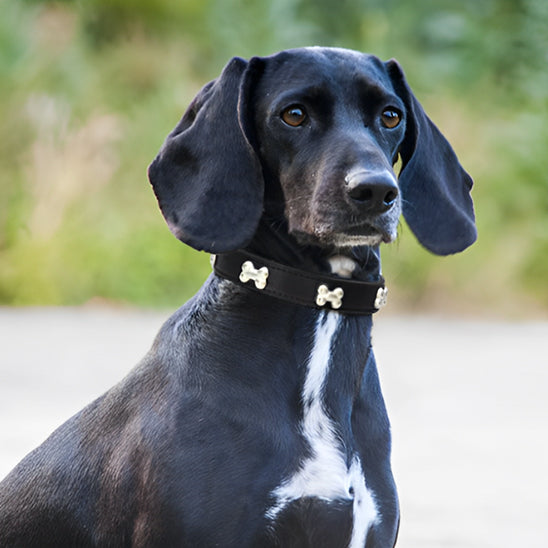Le collier chien - BoneCollar™