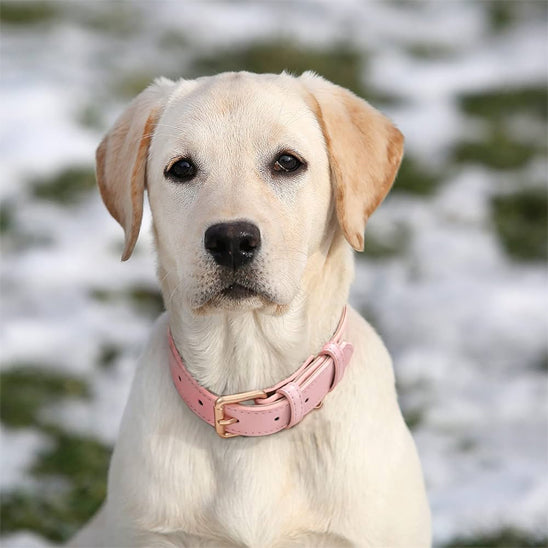 Collier pour chien - CollarDogâą