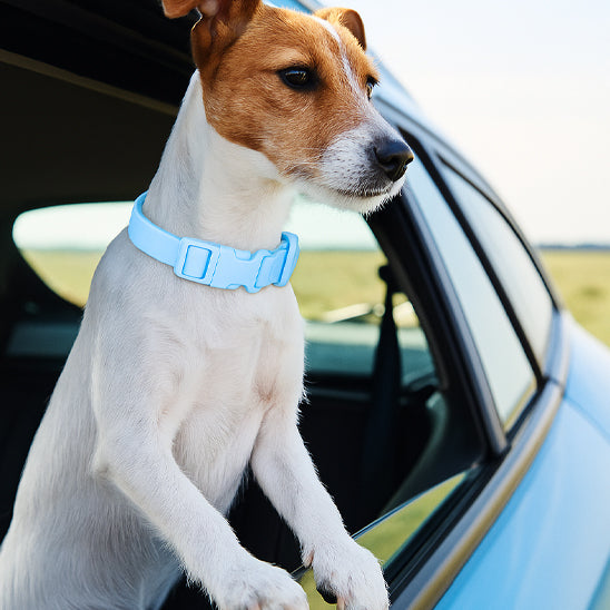 Le collier chien - SpotLight™