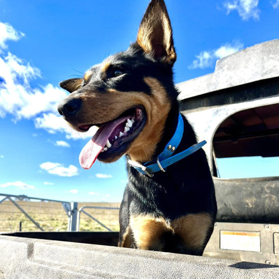CollDog™ : le collier chien