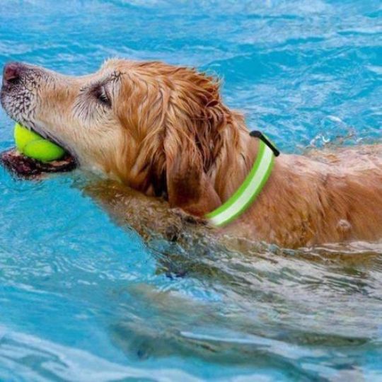 Collier lumineux chien - WoofLight