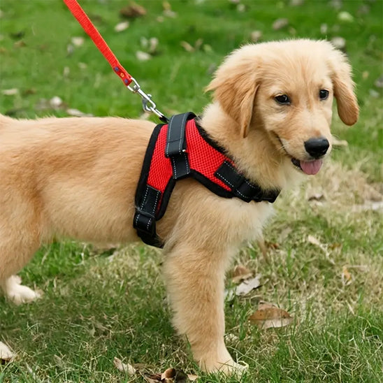 Harnais chien anti traction | MarcheFacile