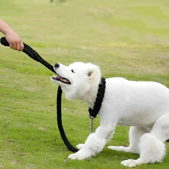 Les laisses pour chiens - FlexiPatte™
