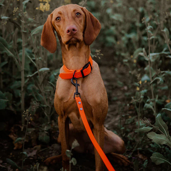 Laisses pour chiens - LibrePatte™