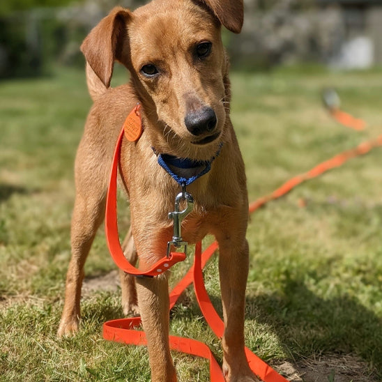 Laisses pour chiens - LibrePatte™