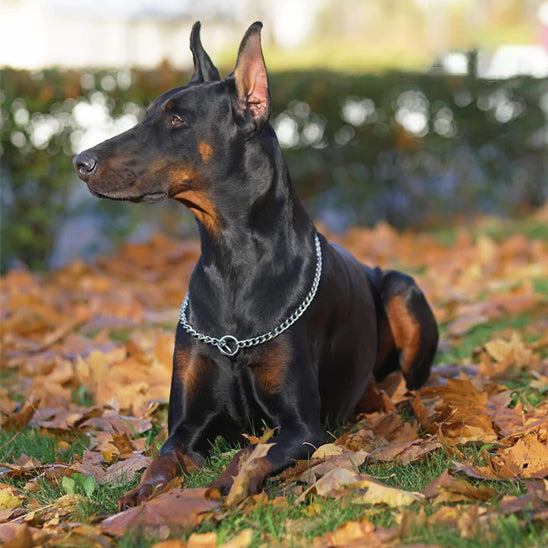 Le collier pour chien - DoggyChainâą