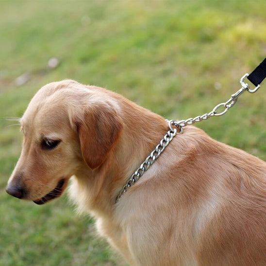 Le collier pour chien - DoggyChainâą