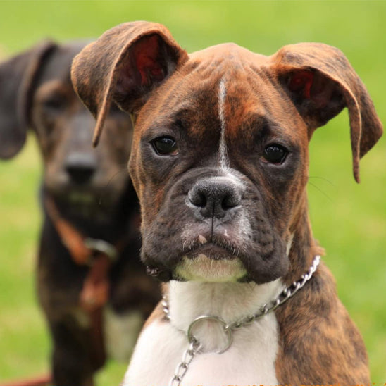 Le collier pour chien - DoggyChainâą