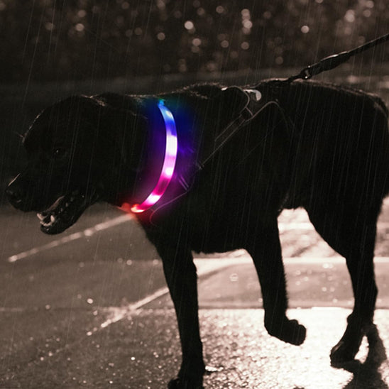 Collier lumineux pour chien - FlashColl™