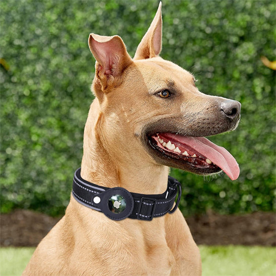 Le collier pour chien - DoggyTracc™