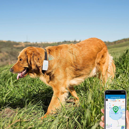 Collier GPS pour chien – Wouf'Track™