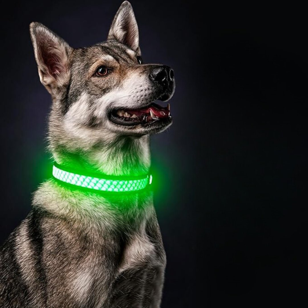 Collier lumineux pour chien | LunaGuard™