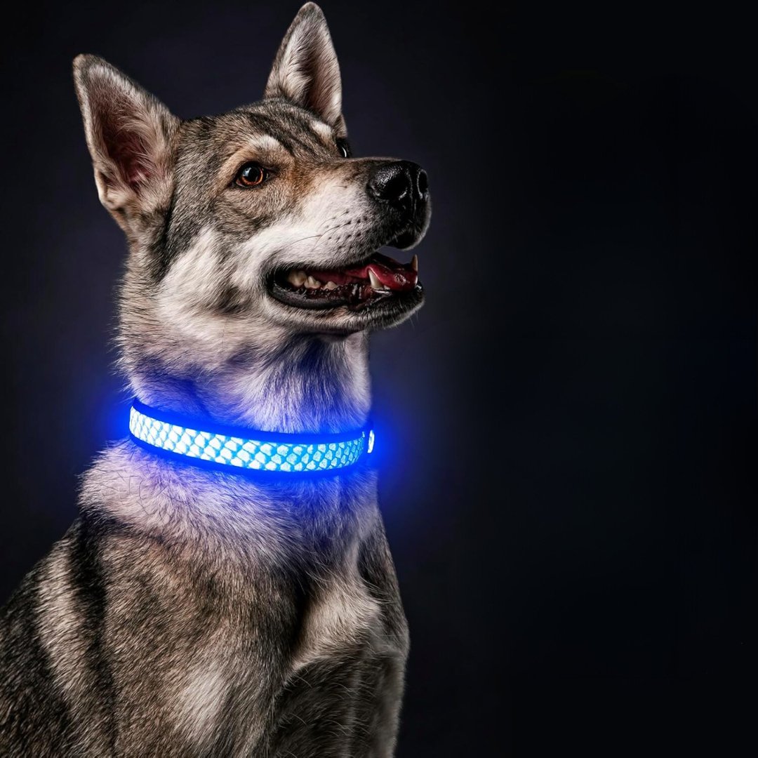 Collier lumineux pour chien | LunaGuard™