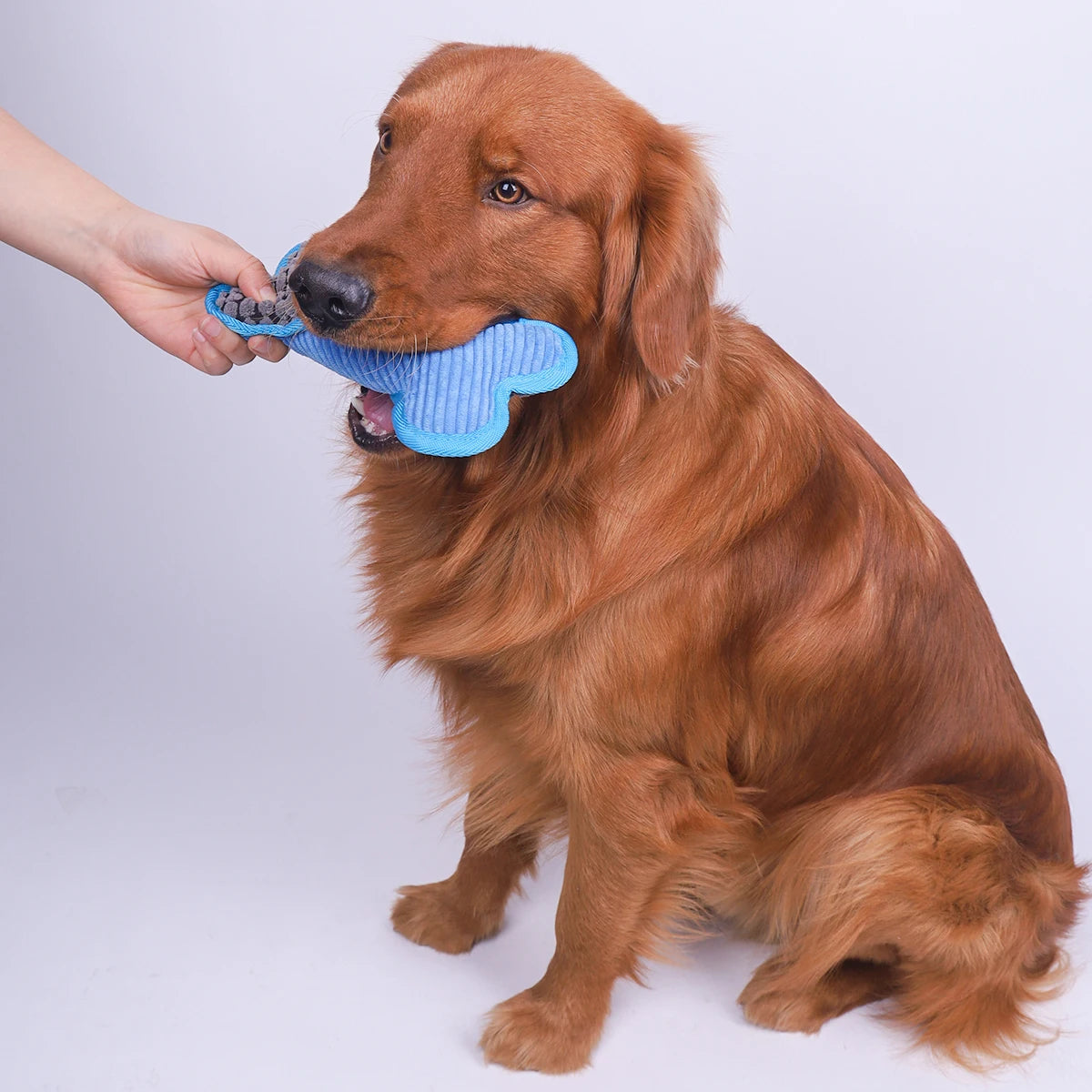 BonePeluche™ : Le jouet pour chien