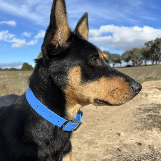 CollDog™ : le collier chien