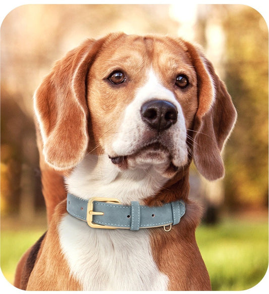 Le collier chien | PatteSafe