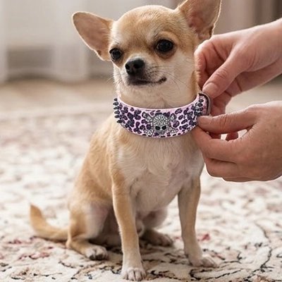 Collier Chien chihuahua avec un collier rose