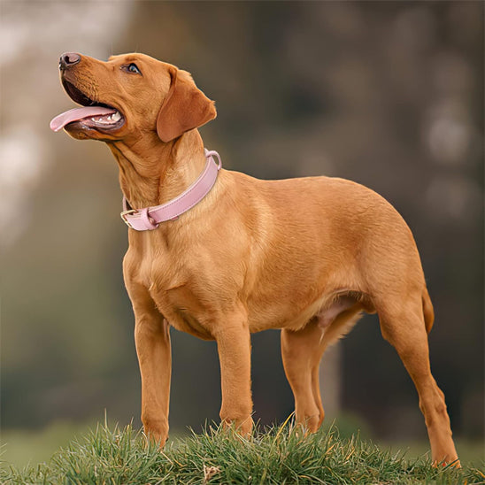Collier pour chien - CollarDog™