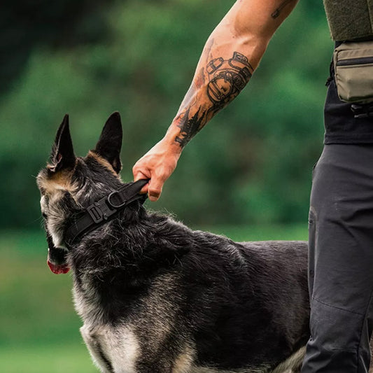 Le collier chien - CollarToutou™