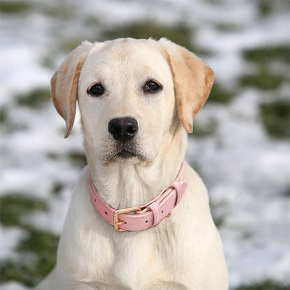 Collier pour chien - CollarDog™