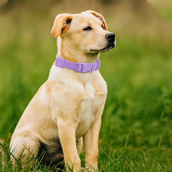Le collier chien - SpotLight™
