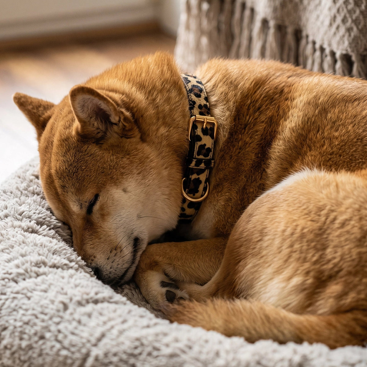 Collier Chien léopard shiba