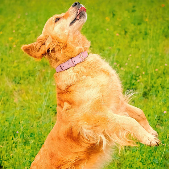 Collier pour chien - CollarDog™