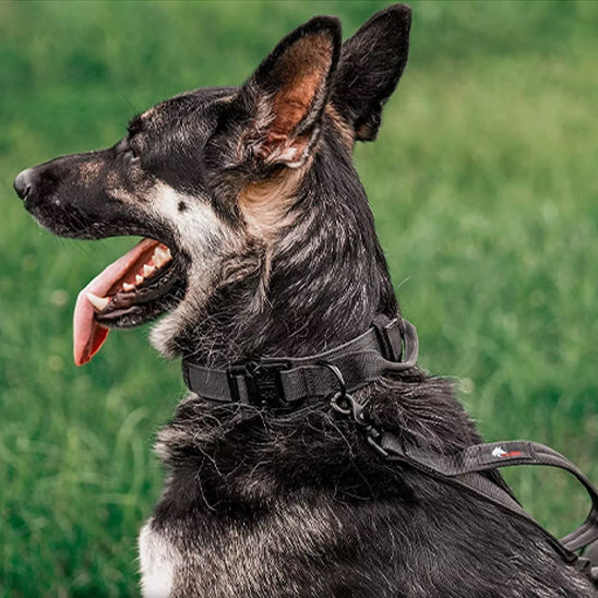 Le collier chien - CollarToutou™