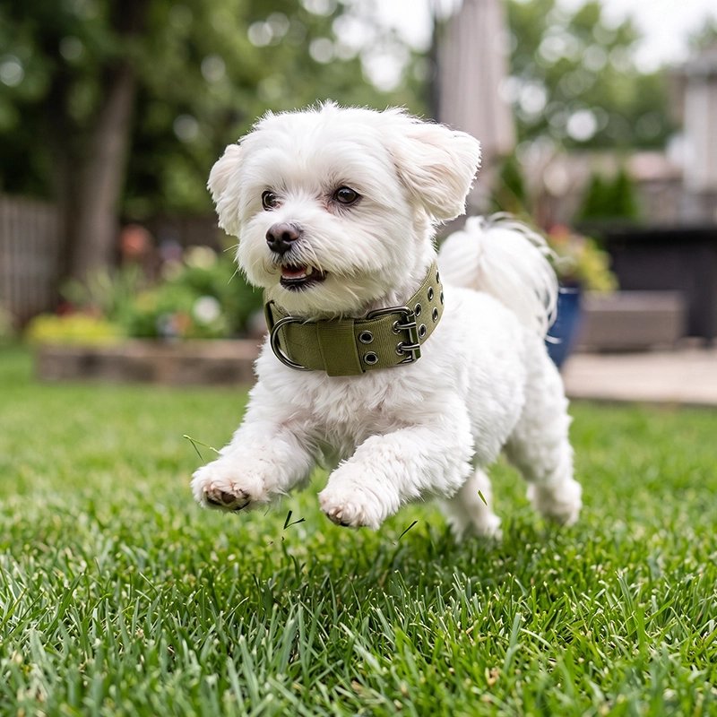 Collier Chien petit chien blanc avec un collier vert