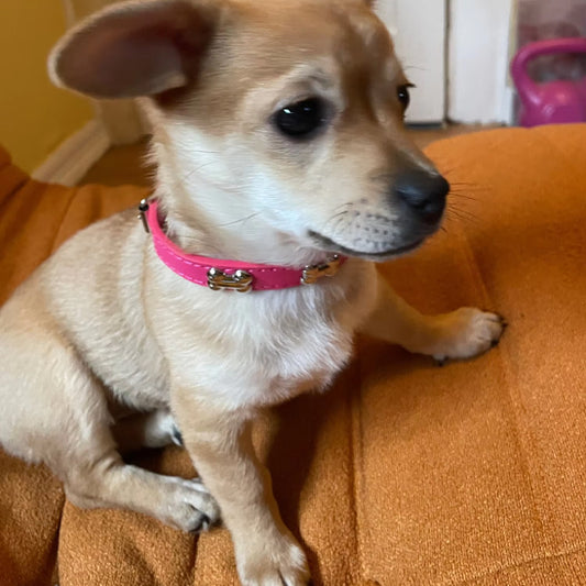 Le collier chien - BoneCollar™