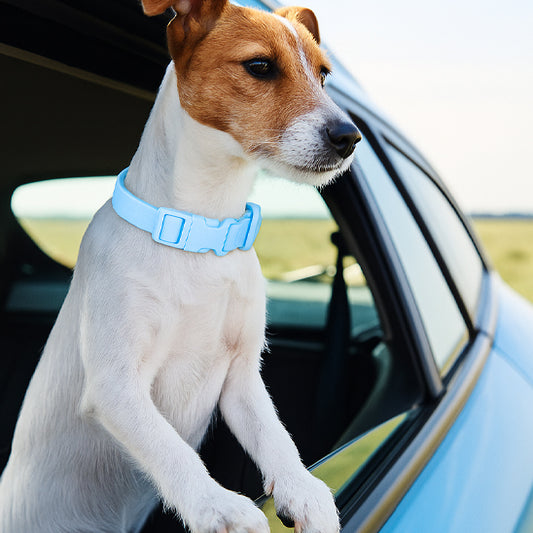 Le collier chien - SpotLight™