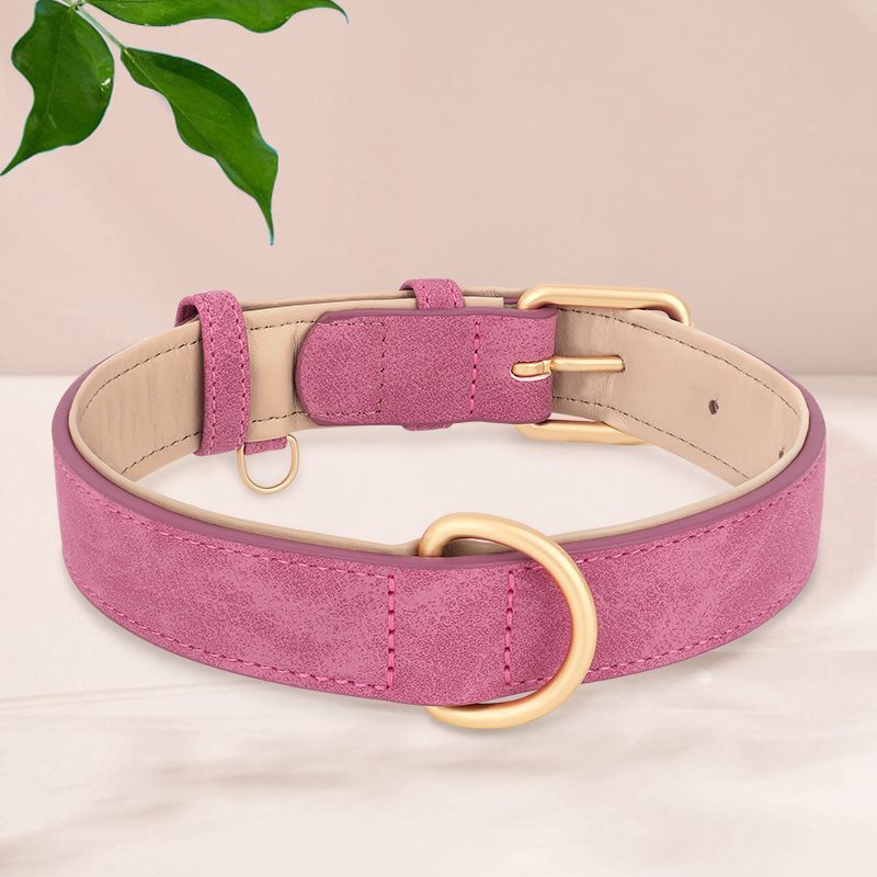 Le collier chien | PatteSafe