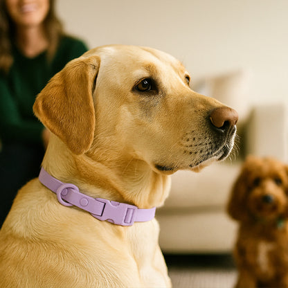Le collier chien - SpotLight™