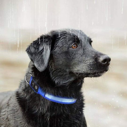 Collier lumineux chien - WoofLight