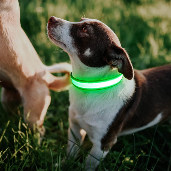 Collier lumineux pour chien - NeckLight™