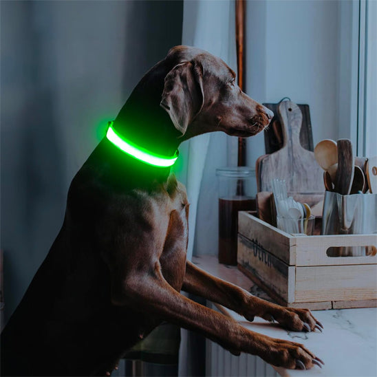 Collier lumineux pour chien - NeckLight™