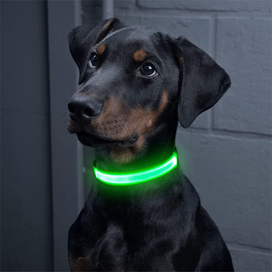 Collier lumineux pour chien - NeckLight™