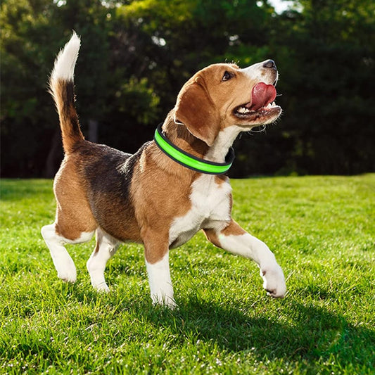 Collier lumineux pour chien - NeckLight™