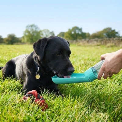 Gourde Chien labrador noir qui boit dans une gourde bleu