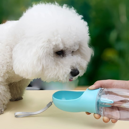 Gourde pour Chien bleu caniche qui boit