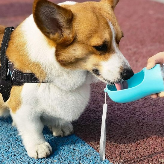 Gourde pour Chien bleu un corgi avec un harnais qui boit