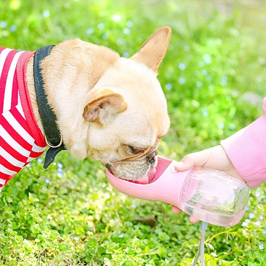Gourde pour Chien rose un bouledogue français avec un pull qui boit