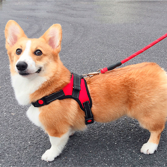 harnais chien anti traction petit