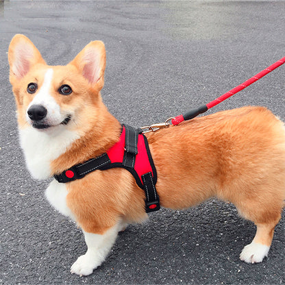 harnais chien anti traction petit