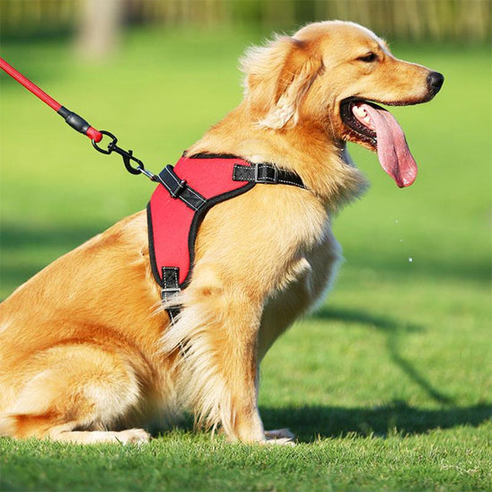 harnais chien anti traction rouge avec laisse rouge