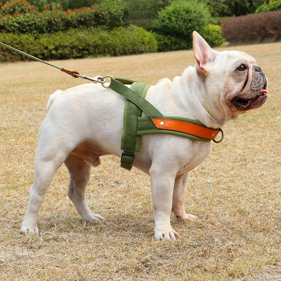Harnais chien anti traction - PowerWalk™